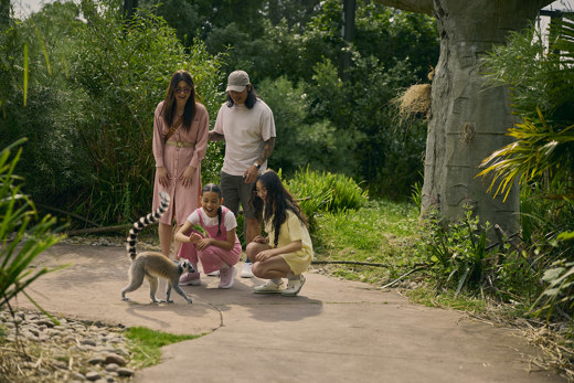 Lemur And Family Resized