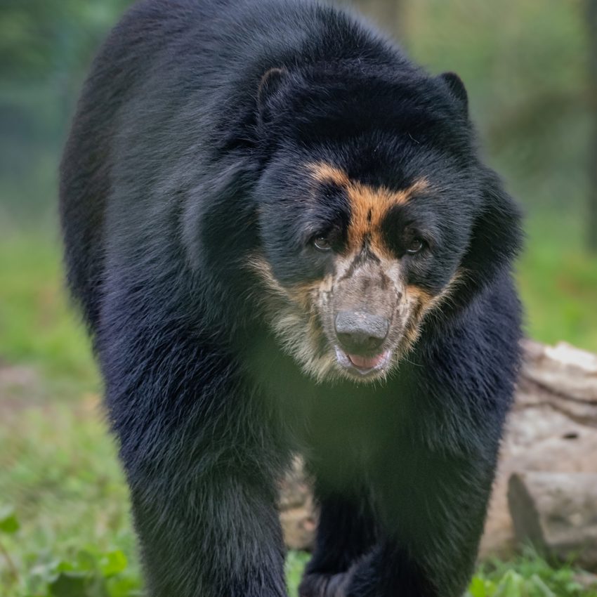 Male Andean Bear Obe SQAURE
