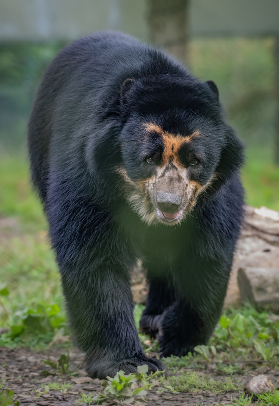 Male Andean Bear 'Obe'