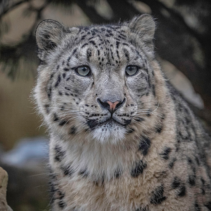Male Snow Leopard 1X1 1