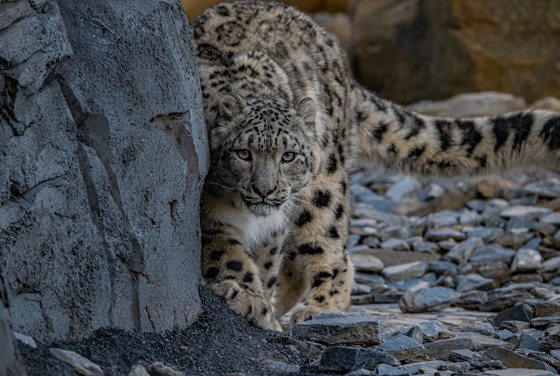 Male Snow Leopard, Yashin, Has Fathered The Cub At Chester Zoo After Arriving Last Year As Past Of The Endangered Species Breeding Programme1