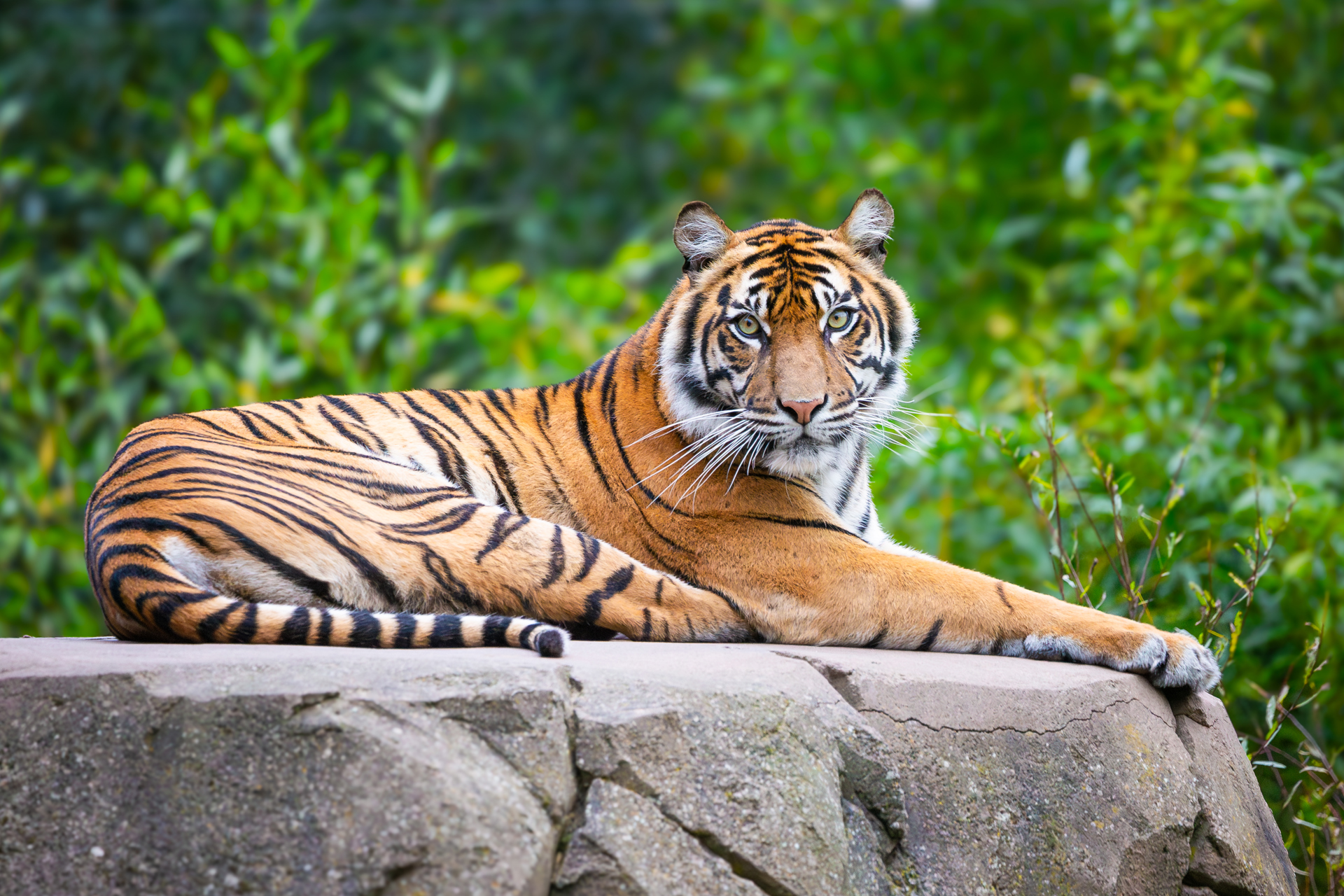 MBM 0809 Enhanced NR