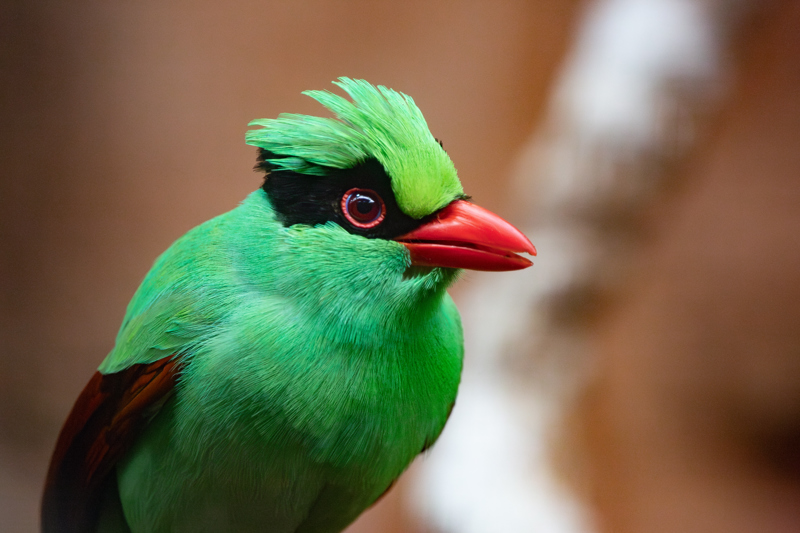 MBM 1593 Enhanced NR