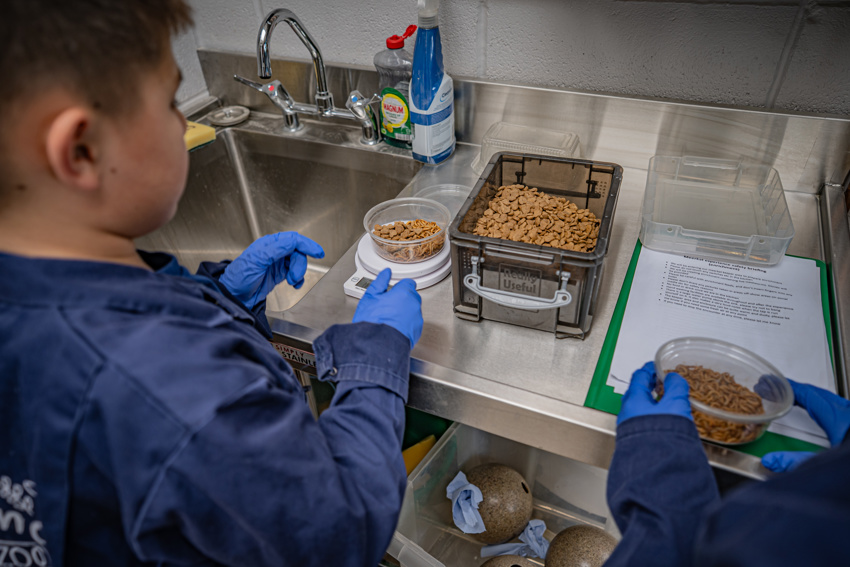 Meerkat Experience 013