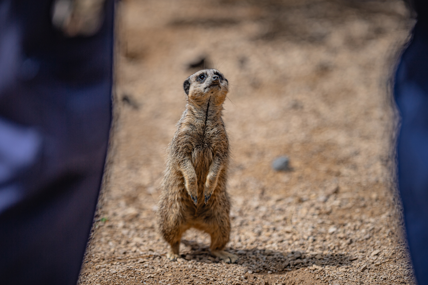 Meerkat Experience 022