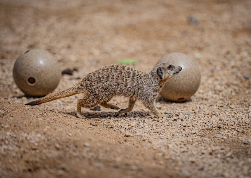 Meerkat Experience 028