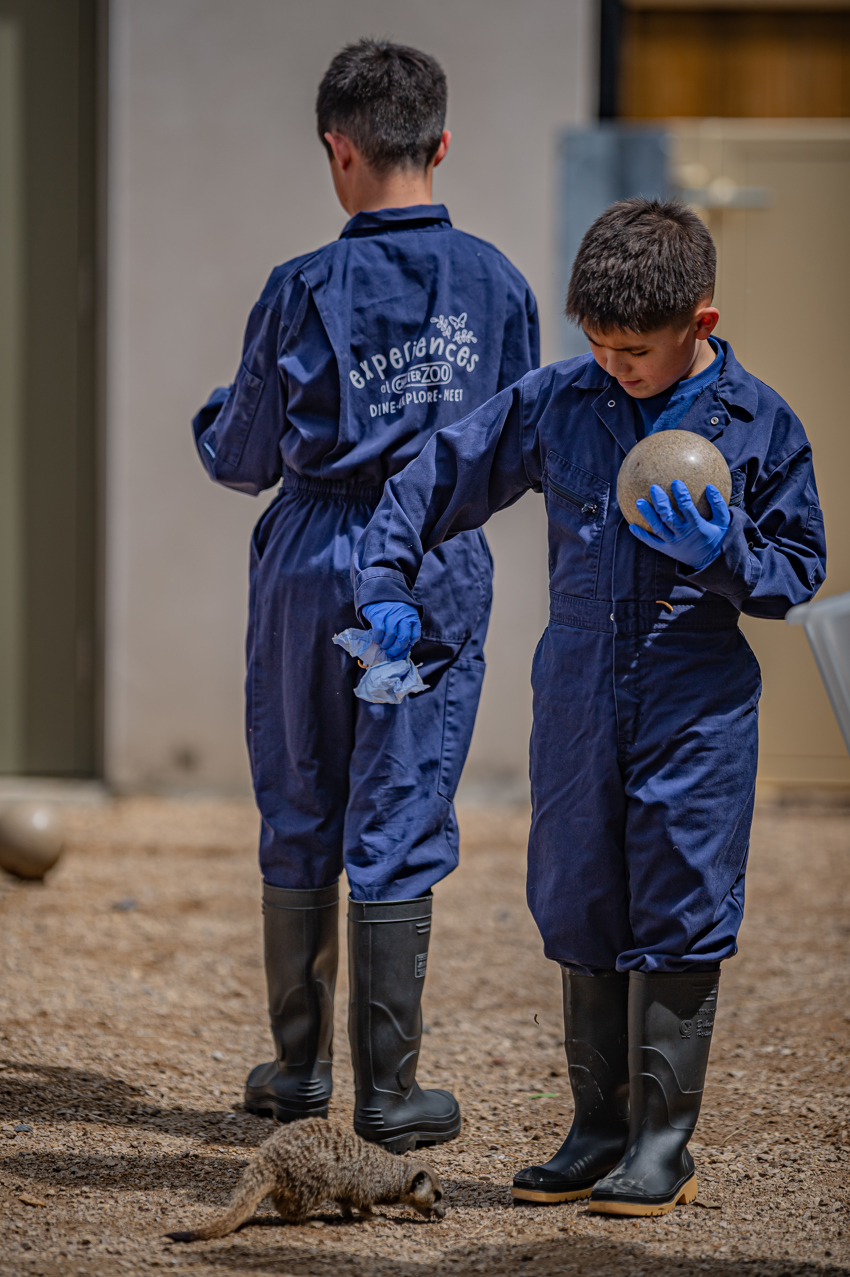 Meerkat Experience 031