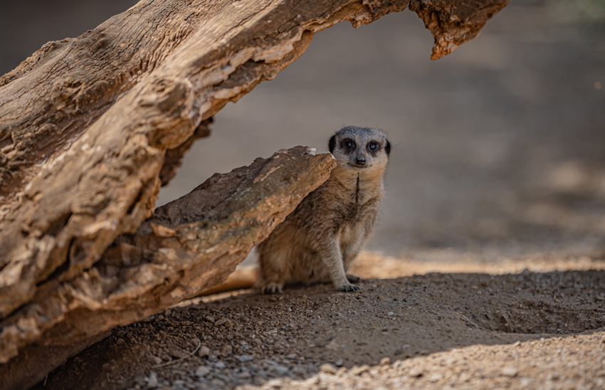 Meerkat Experience 037