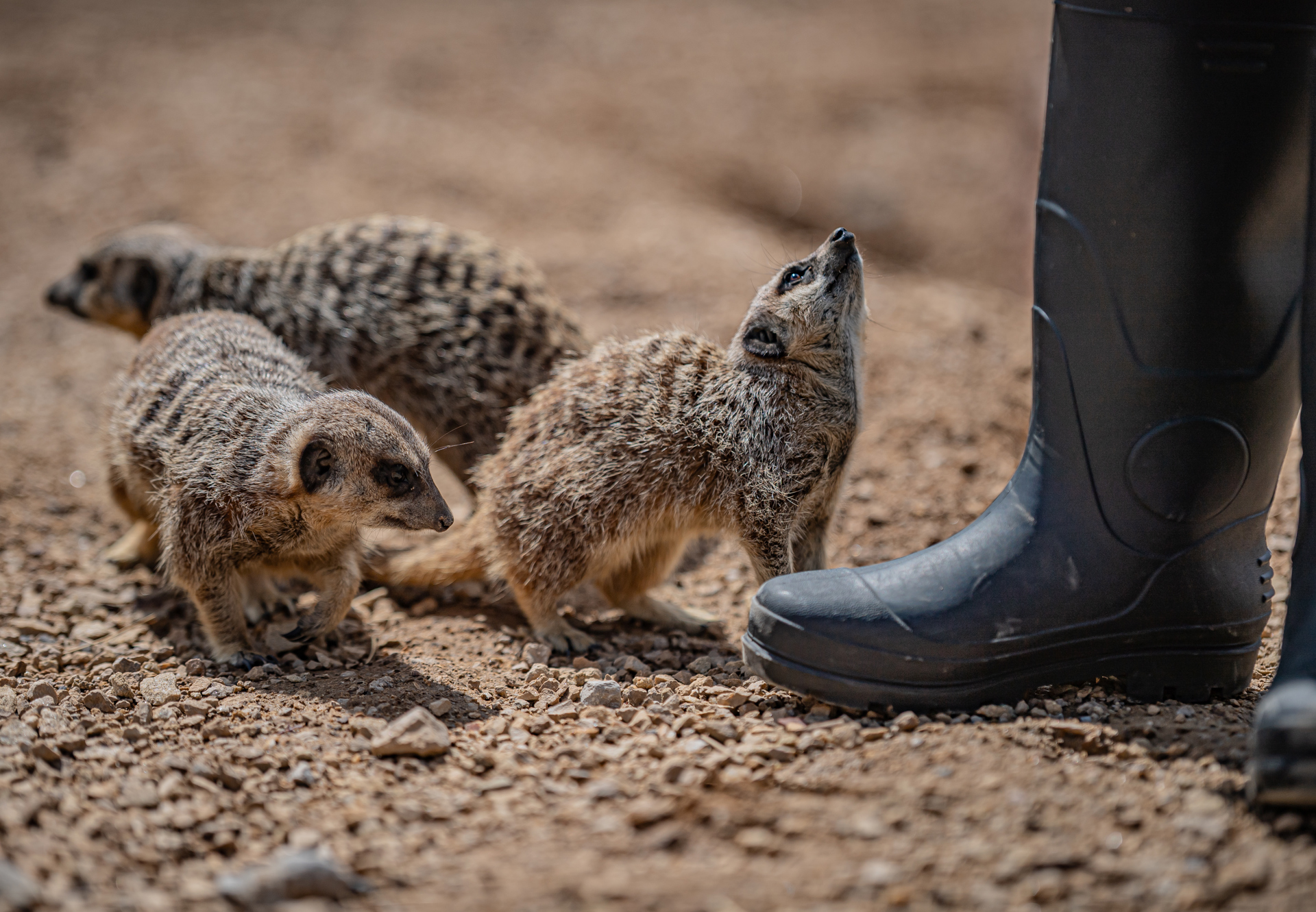 Meerkat Experience 042