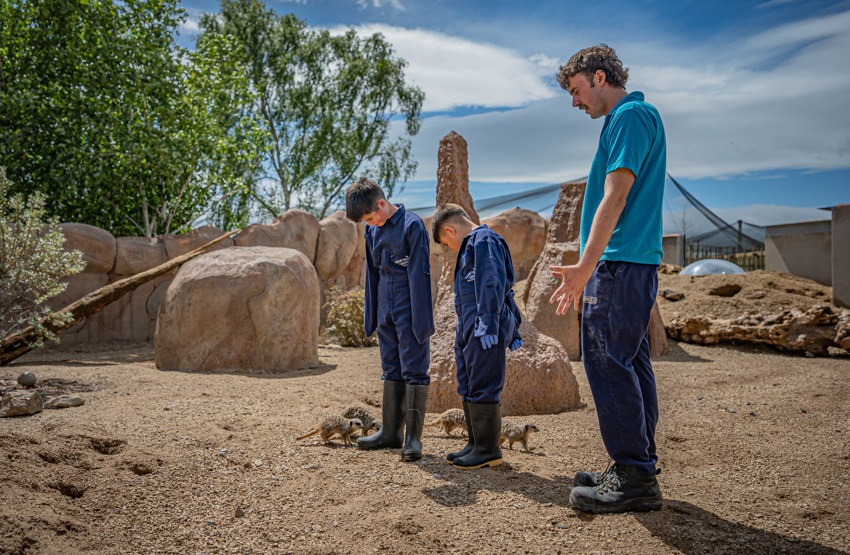 Meerkat Experience 044