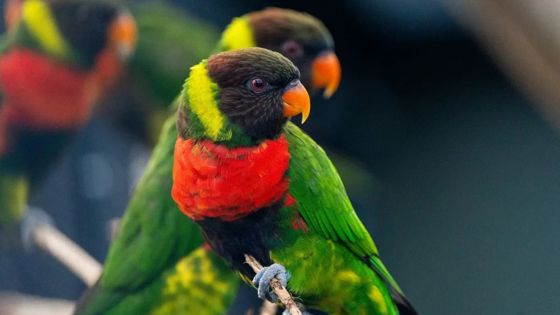 Mitchell's Lorikeets