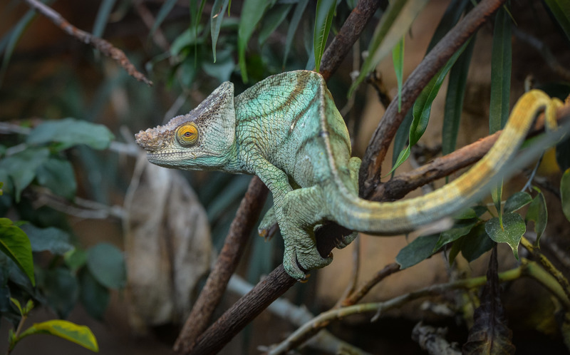 Mr Parsons The Chameleon