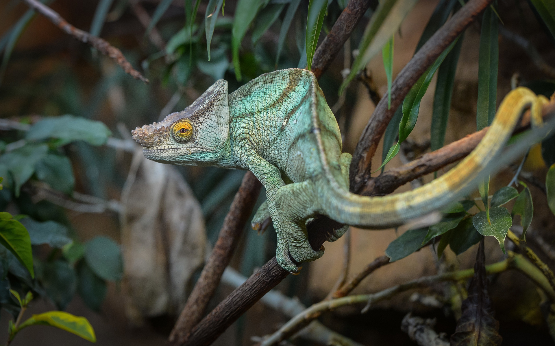 Mr Parsons The Chameleon