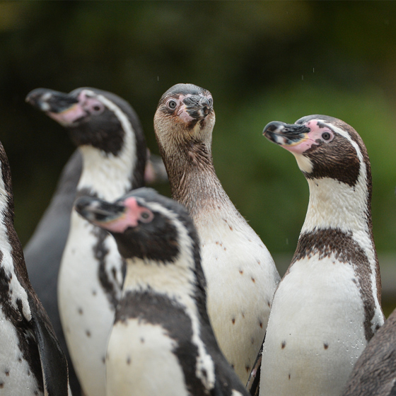 Munch The Penguin SQAURE