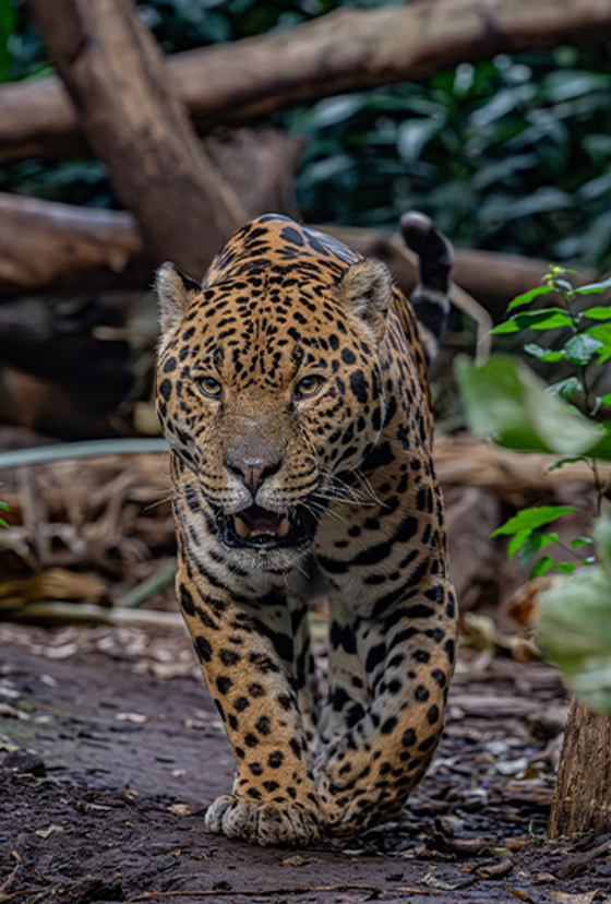 Napo Jaguar Resized (1)