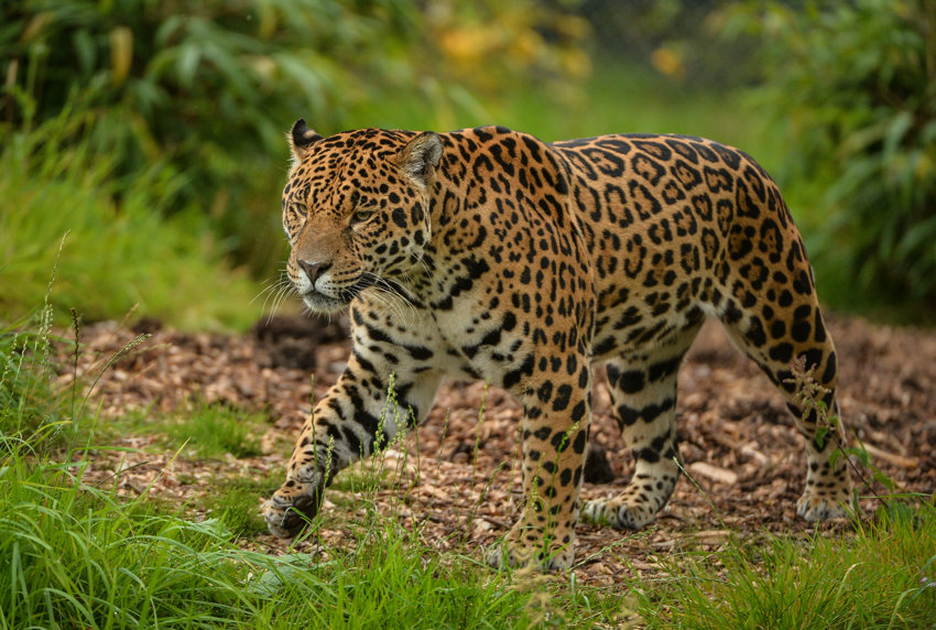 Napo The Jaguar At Chester Zoo (10)