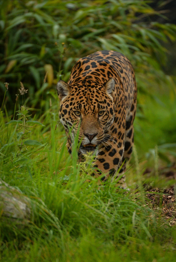 Napo The Jaguar At Chester Zoo (3)