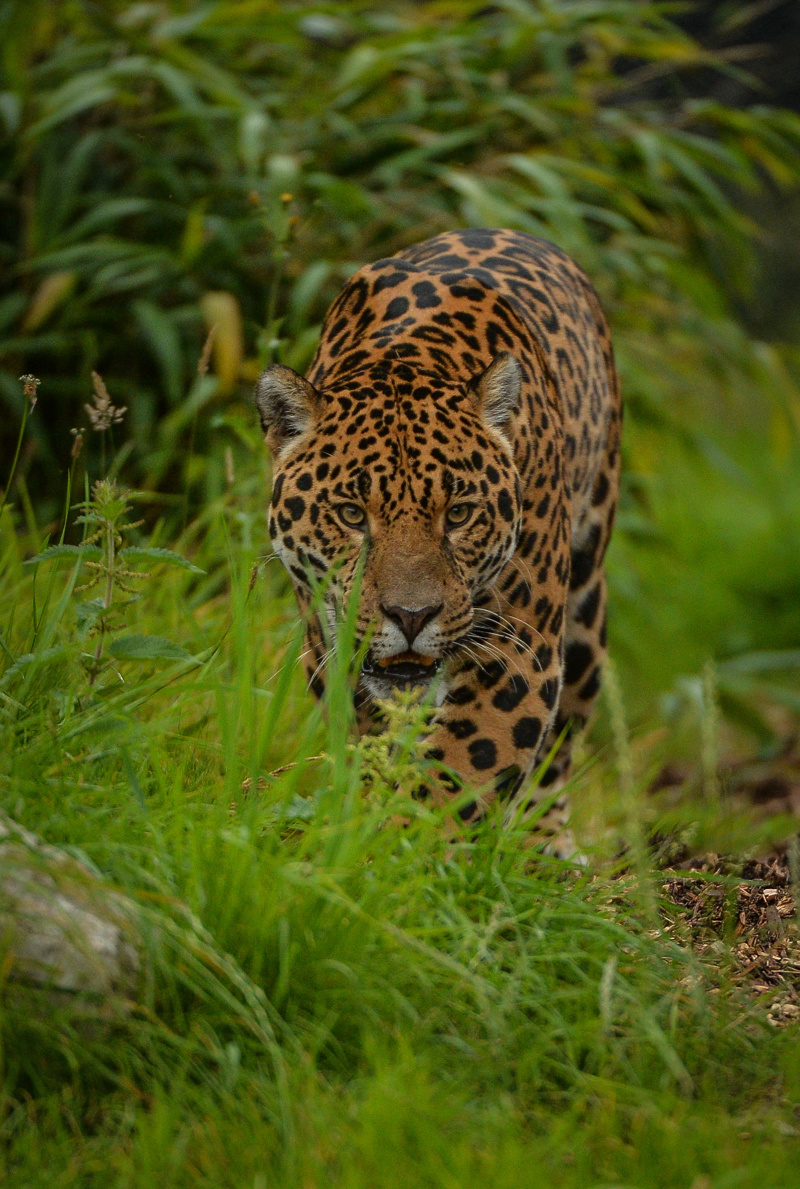 Napo The Jaguar At Chester Zoo (3)