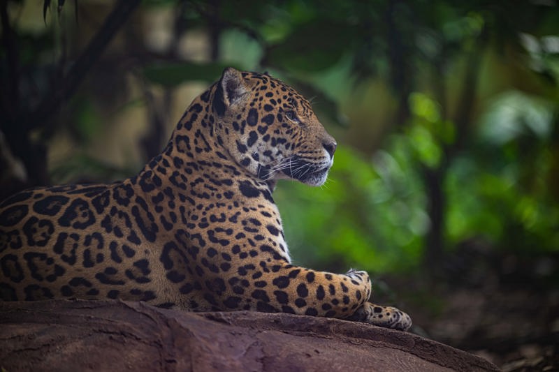 Napo The Jaguar Lying On A Rock