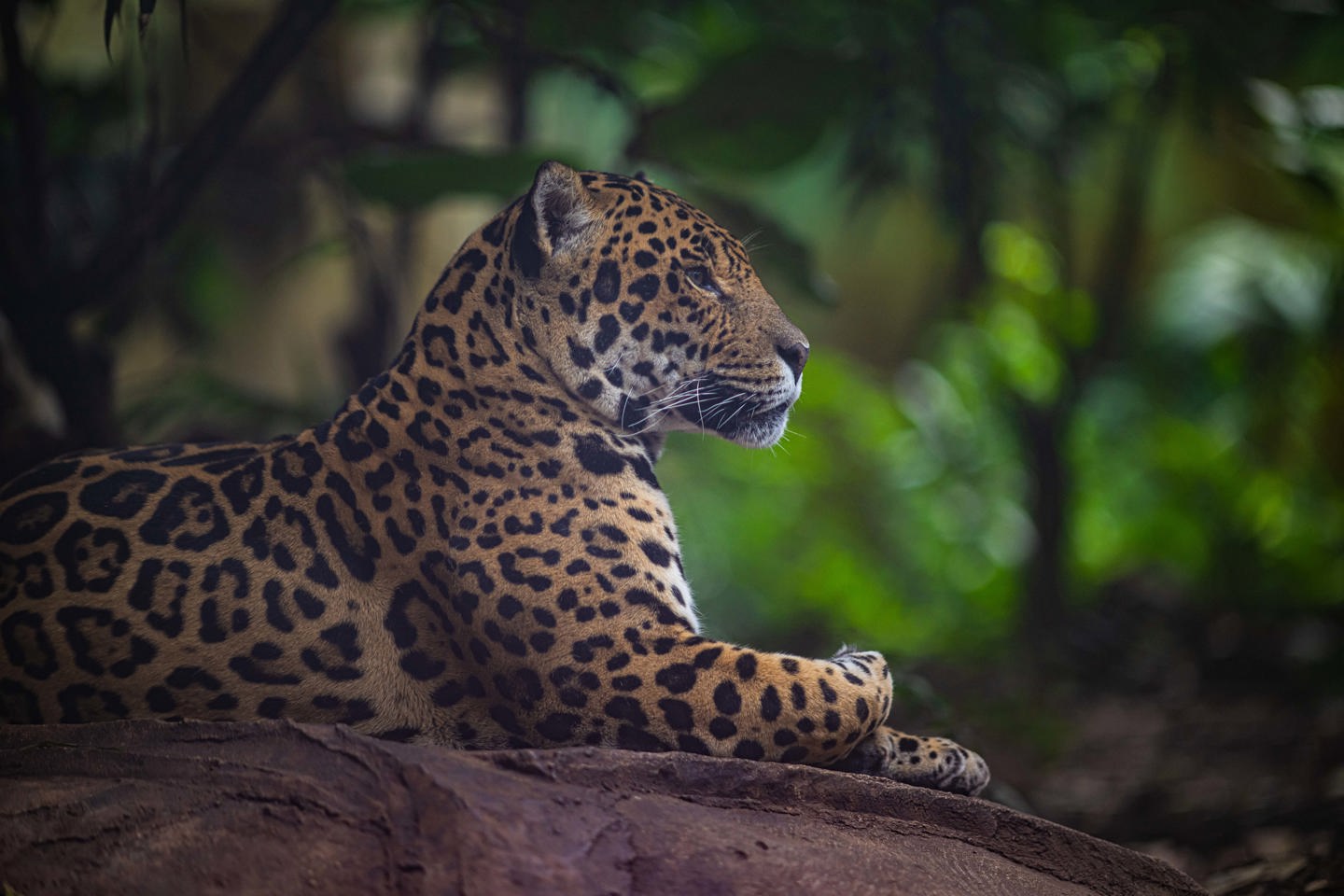 Napo The Jaguar Lying On A Rock