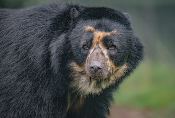 New Male Andean Bear 'Obe' Arrives At Chester Zoo To Help Save His Species (19)