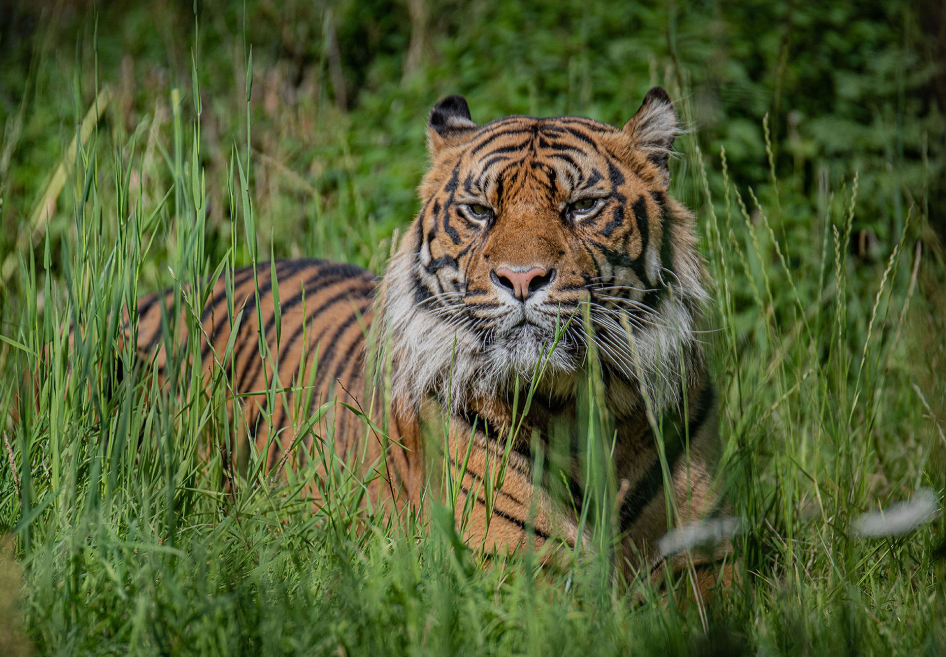 New Sumatran Tiger Dash 6 Copy