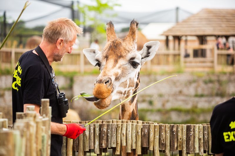 New Giraffe Experience 004