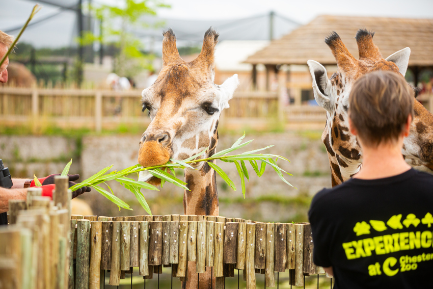 New Giraffe Experience 005