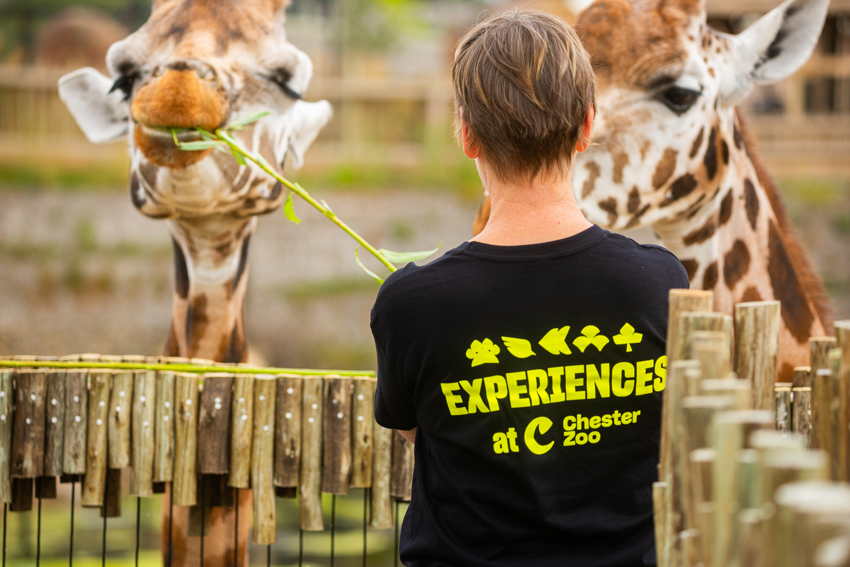 New Giraffe Experience 011