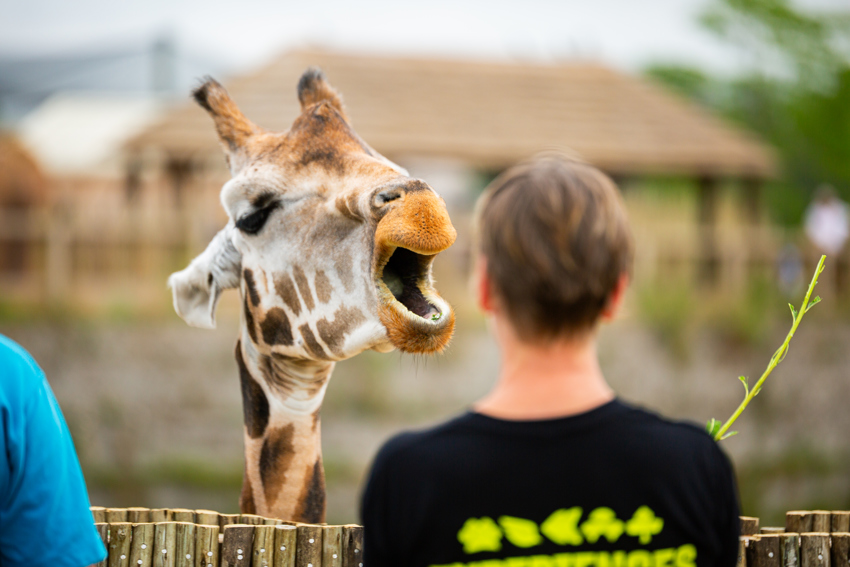 New Giraffe Experience 017