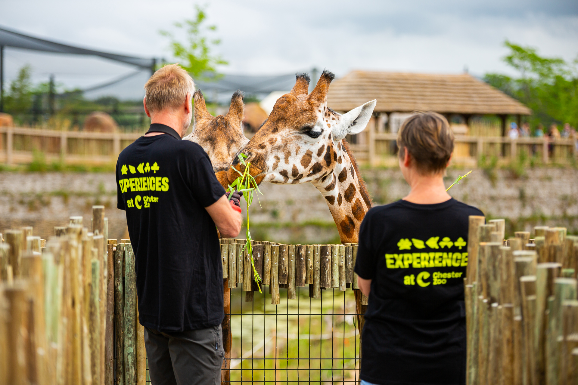 New Giraffe Experience 025