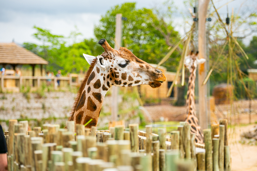 New Giraffe Experience 027