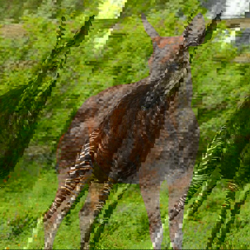 Okapi In The Zoo 8 Square