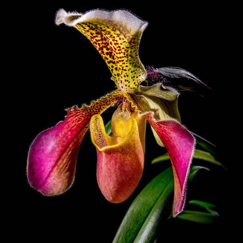 Orchid Close Up SQUARE