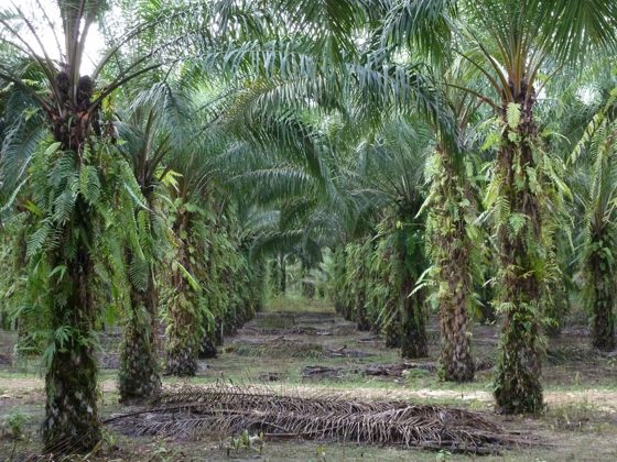 Palm Oil Plantation In Borneo Indonesia