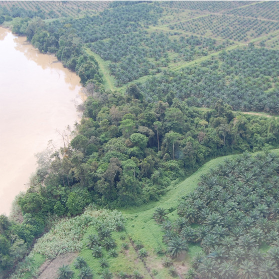 Palm Oil Plantation Square