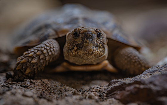 Pancake Tortoise 006