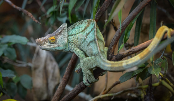 Parson's Chameleon 1
