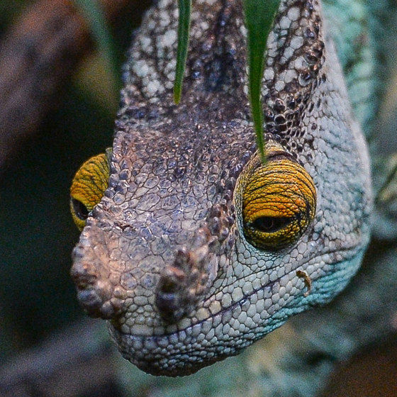 Parson's Chameleon 2