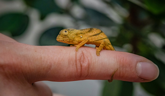 Parson's Chameleon 4