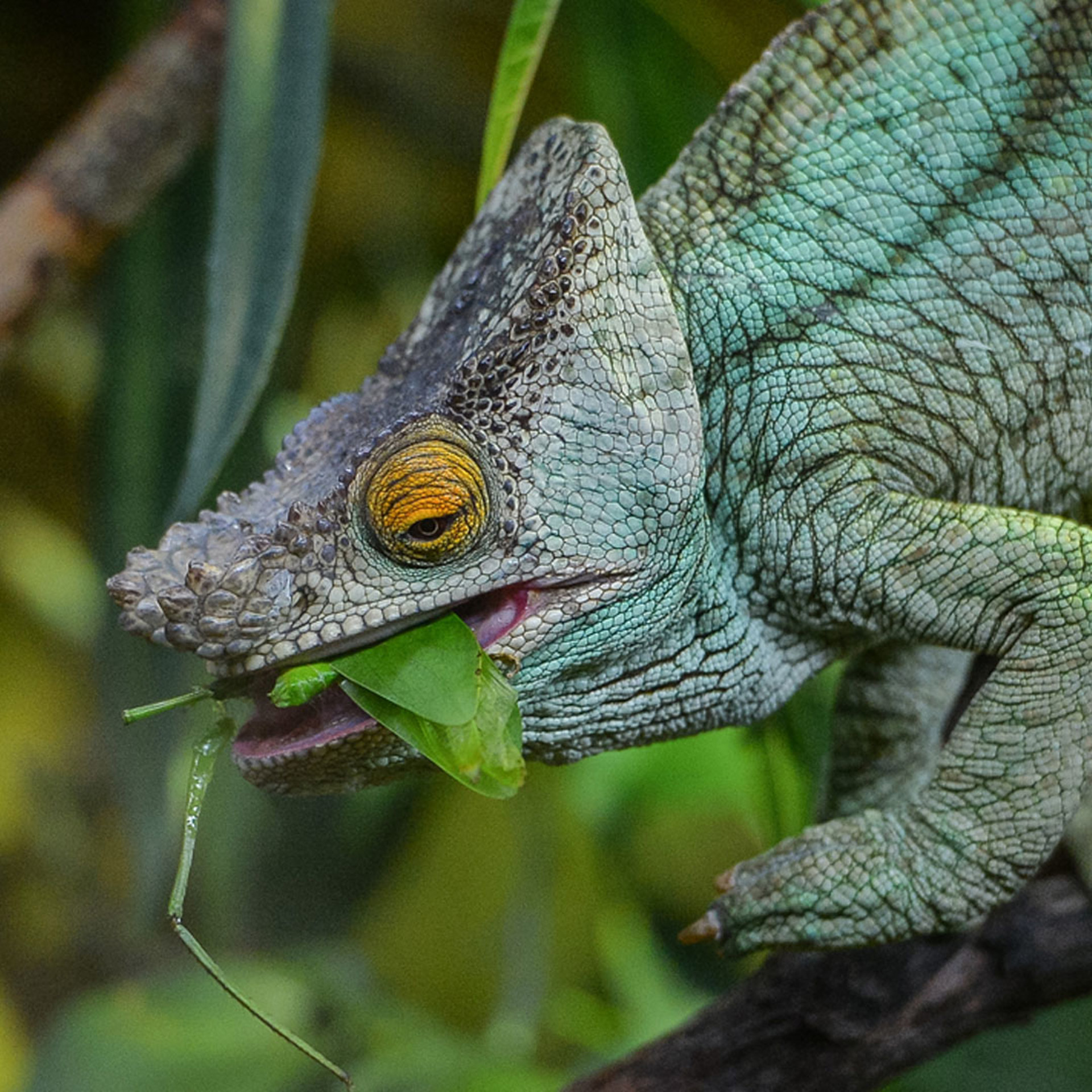 Parson's Chameleon 6