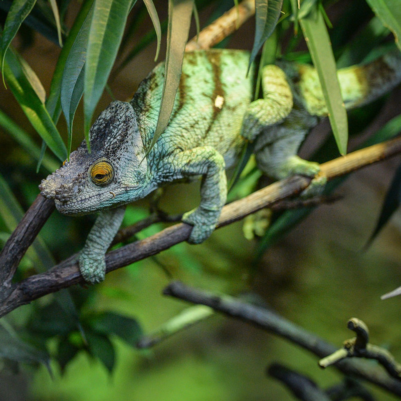 Parson's chameleon at Chester Zoo