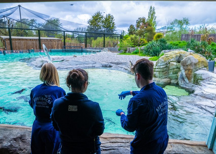 Penguin Cove 1 Scaled