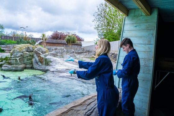 Penguin Cove 4 Scaled