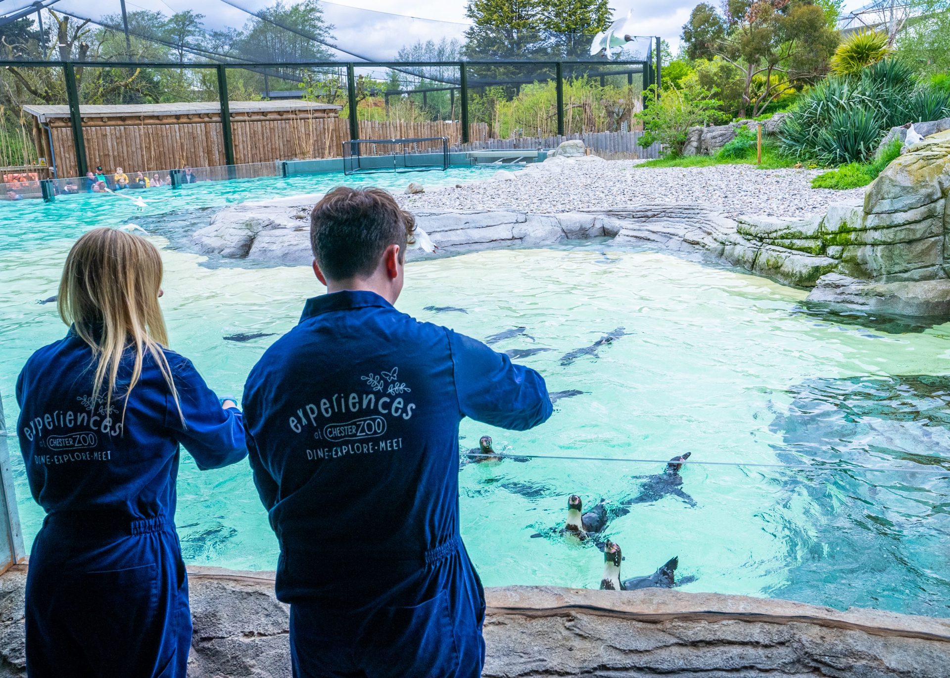 Penguin Cove 5 Scaled