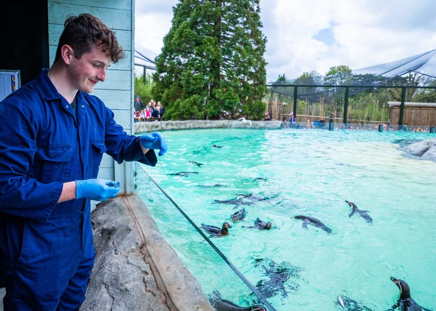 Penguin Cove 7 Scaled