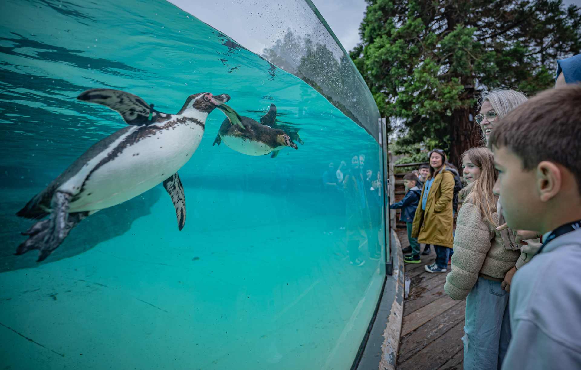 Penguin Breakfast 004