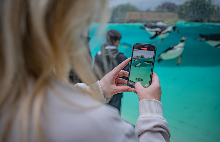 Penguin Breakfast 005