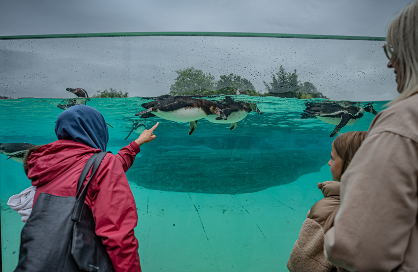 Penguin Breakfast 016