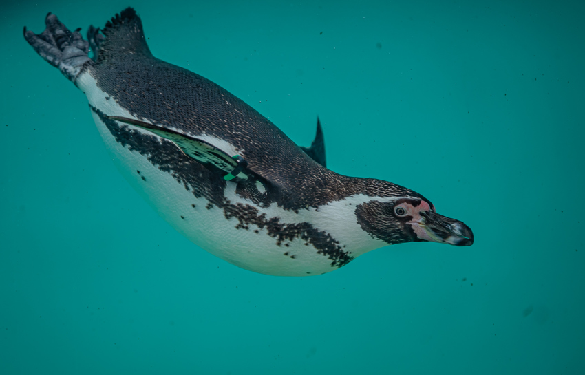 Penguin Breakfast 017